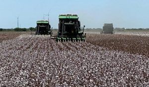 The glyphosate import ban affects cotton production in Mexico, the United States Department of Agriculture (USDA) said in a report.