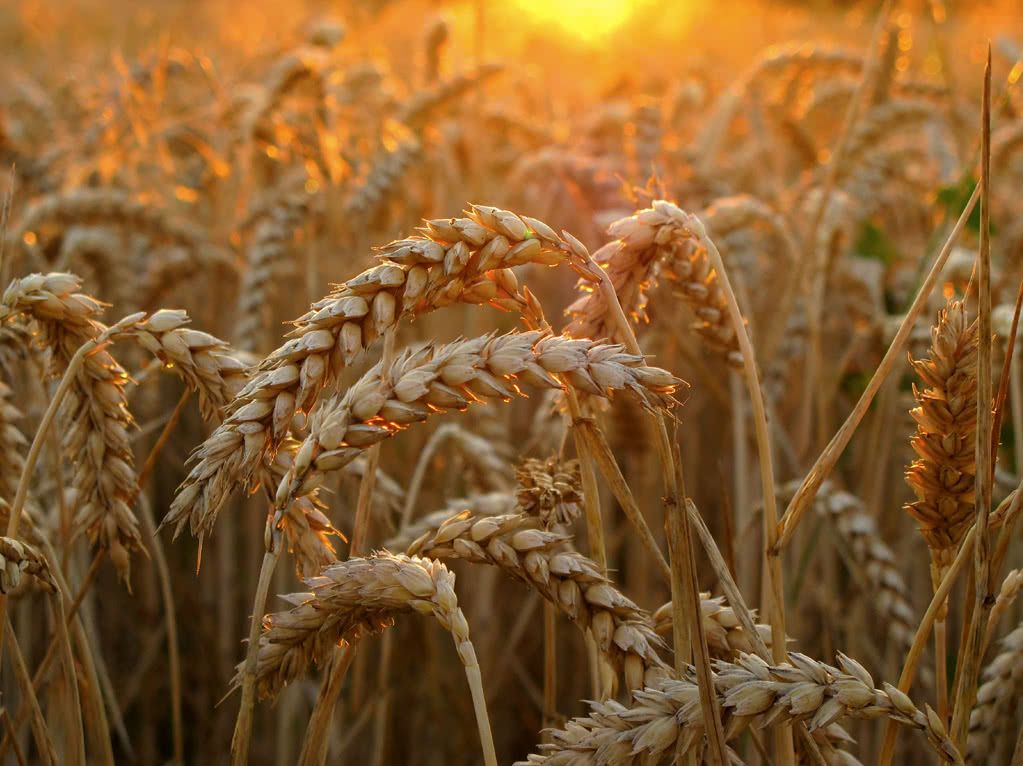 Wheat imports to Mexico will add 4.9 million tons in the 2021/2022 cycle (July to June), which would represent an increase of 2.1% year-on-year, according to projections from the Department of Agriculture (USDA).