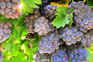 Italy led wine exports to the United States in 2020, with shipments of $ 1,921 million, followed by France ($ 1,694 million) and New Zealand ($ 489 million).