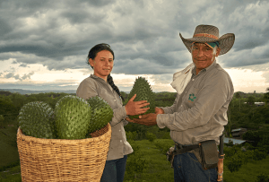 Anabana es una empresa productora y procesadora de guanábana certificada por Global GAP y ubicada en la región central de Colombia. Anabana is a soursop producer and processor certified by Global GAP and located in the central region of Colombia.