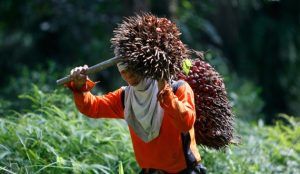 La Unión Europea (UE) rechazó este miércoles el establecimiento de un panel sobre importaciones de aceite de palma y ciertos biocombustibles en el marco de la Organización Mundial de Comercio (OMC). The European Union (EU) rejected on Wednesday the establishment of a panel on imports of palm oil and certain biofuels within the framework of the World Trade Organization (WTO).