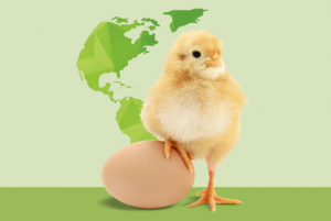 Industrias Bachoco informó que incrementó 4.2% su producción de huevo en México en 2020, a 12,500 toneladas cada mes. Industrias Bachoco reported that it increased 4.2% its egg production in Mexico in 2020, to 12,500 tons each month.