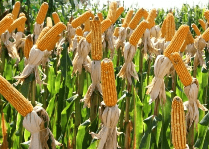 Producción agrícola brasileña