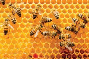 Estados Unidos lideró las importaciones mundiales de miel natural en 2020, con compras externas de 441 millones de dólares. The United States led the world in natural honey imports in 2020, with foreign purchases of $ 441 million.