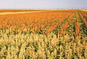 Las importaciones de sorgo a México en la campaña de comercialización 2020/2021 se ubicarían en 750,000 toneladas, 7% más en forma interanual, de acuerdo con estimaciones del Departamento de Agricultura de Estados Unidos (USDA). Sorghum imports to Mexico in the 2020/2021 marketing year would stand at 750,000 tons, 7% more year-on-year, according to estimates from the United States Department of Agriculture (USDA).