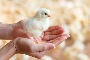 Estados Unidos, China y Brasil se ubicaron como los mayores productores de pollo en el mundo en 2020, de acuerdo con el Departamento de Agricultura de Estados Unidos (USDA). The United States, China and Brazil ranked as the largest chicken producers in the world in 2020, according to the United States Department of Agriculture (USDA).