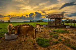 El Departamento de Agricultura de Estados Unidos (USDA) reportó que México ha reducido sus inventarios de ganadería por la sequía. The United States Department of Agriculture (USDA) reported that Mexico has reduced its livestock inventories due to the drought.