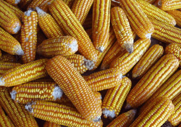 El Banco Mundial espera que la producción mundial de maíz crezca casi un 2 por ciento esta temporada en comparación con 2019-20. The World Bank expects global corn production to grow by nearly 2 percent this season compared to 2019-20.