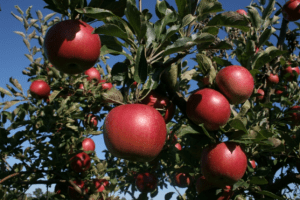 China, con 40.5 millones de toneladas, y la Unión Europea, con cerca de 12.3 millones de toneladas, se ubican como los mayores productores de manzanas del mundo. China, with 40.5 million tons, and the European Union, with about 12.3 million tons, rank as the largest apple producers in the world.