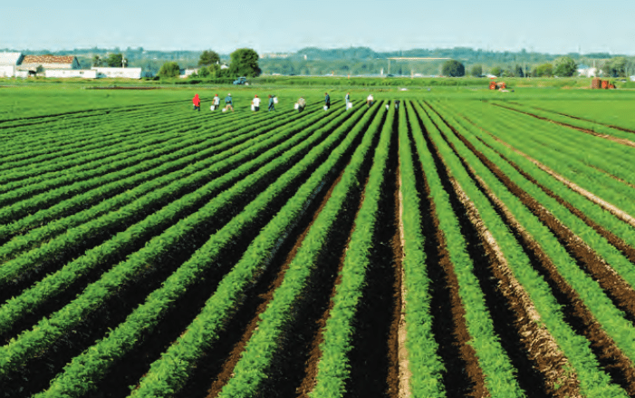 Preços dos produtos agrícolas de base: importações e exportações 