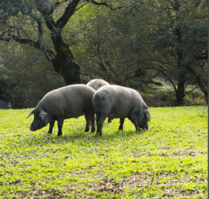 China alcanzó la primera posición entre los mayores importadores de carne de cerdo en el mundo durante 2020. China reached the first position among the largest importers of pork in the world during 2020.