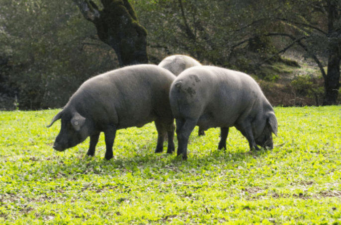 China alcanzó la primera posición entre los mayores importadores de carne de cerdo en el mundo durante 2020. China reached the first position among the largest importers of pork in the world during 2020.