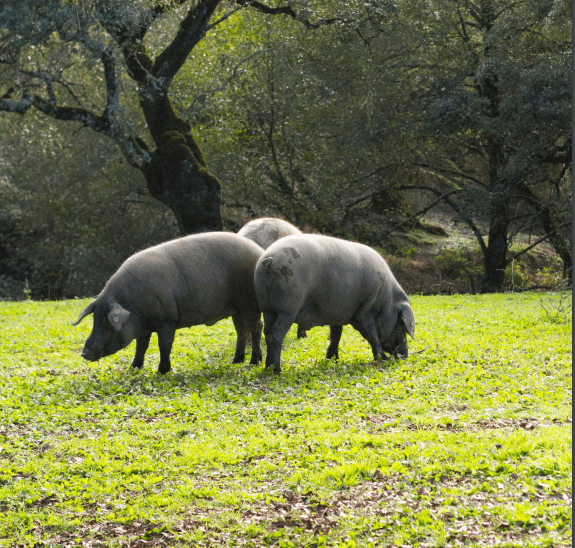 China alcanzó la primera posición entre los mayores importadores de carne de cerdo en el mundo durante 2020. China reached the first position among the largest importers of pork in the world during 2020.