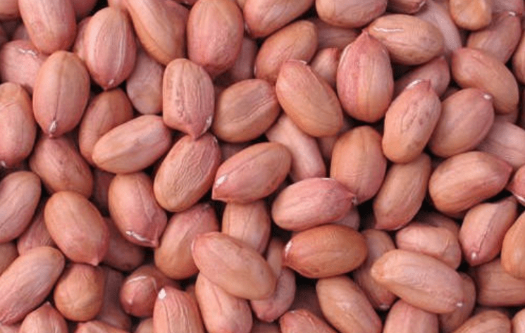 Argentina fue el primer país entre los mayores exportadores de cacahuates del mundo en 2020, con ventas por 860 millones de dólares. Argentina was the first country among the largest peanut exporters in the world in 2020, with sales of 860 million dollars.