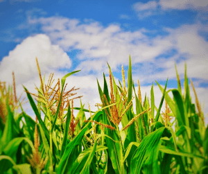 La producción mundial de cereales secundarios para la temporada 2021/22 aumentó en 12.5 millones de toneladas en septiembre de 2021, estimó el USDA. Global coarse grain production for the 2021/22 season increased by 12.5 million tonnes in September 2021, the USDA estimated.