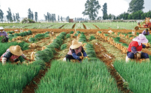 El Banco Agrícola de China informó que su volumen de negocios relacionados con Going Global ascendió a 57,940 millones de dólares en 2020. The Agricultural Bank of China reported that its Going Global related business volume amounted to $ 57.94 billion in 2020.