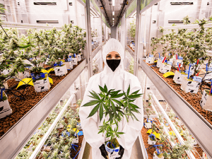 El mercado mundial de la agricultura de interior (excluyendo el cannabis) se valoró en 114,000 millones de dólares en 2019 y se prevé que alcance los 139,000 millones de dólares en 2025. The global market for indoor farming (excluding cannabis) was valued at $ 114 billion in 2019 and is forecast to reach $ 139 billion in 2025.