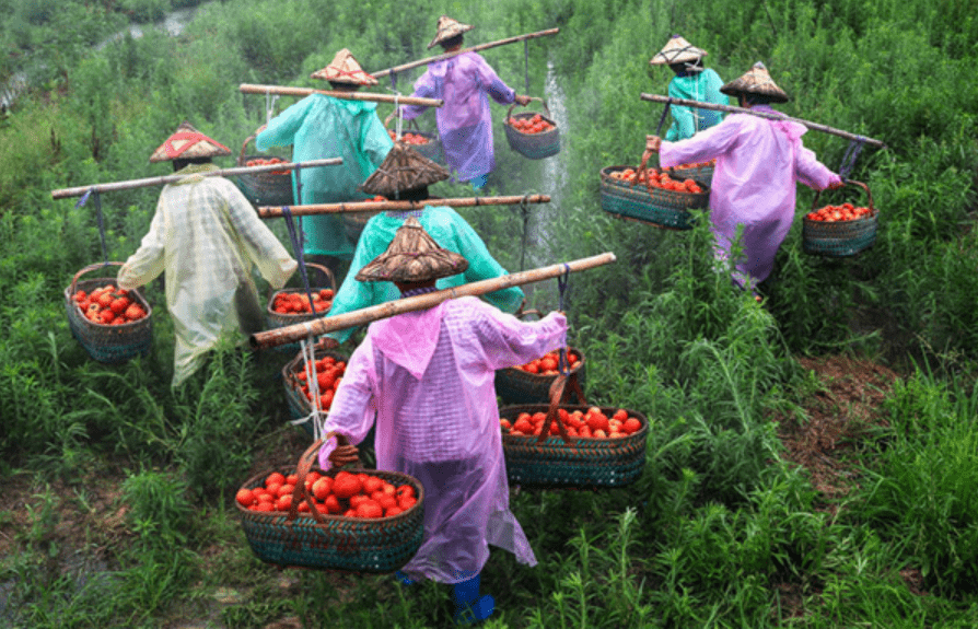 A China lidera o apoio interno à produção agrícola: OMC