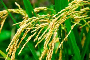 México batió récord en su producción e importaciones de arroz palay en 2020, al lograr 295,000 toneladas. Mexico broke a record in its production and imports of palay rice in 2020, reaching 295,000 tons.