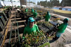 La empresa Suzano informó que construirá una nueva planta de producción de celulosa en el municipio de Ribas do Rio Pardo, en el estado de Mato Grosso do Sul, Brasil. The Suzano company reported that it will build a new pulp production plant in the municipality of Ribas do Rio Pardo, in the state of Mato Grosso do Sul, Brazil.