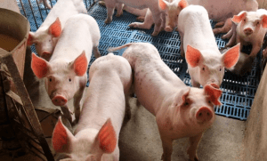 Las cinco principales empresas productoras de cerdos de China (Muyuan, Zhengbang Technology, Wen's, New Hope y Tianbang Stock) alcanzaron un total de 48 millones 590,500 cabezas en 2020. China's top five pig producing companies (Muyuan, Zhengbang Technology, Wen's, New Hope and Tianbang Stock) reached a total of 48 million 590,500 head in 2020.