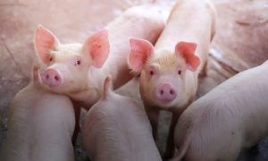 Grupo KUO indicó que hay cierto riesgo de que la Fiebre Porcina Africana entre a América. Grupo KUO indicated that there is a certain risk of African Swine Fever entering America.