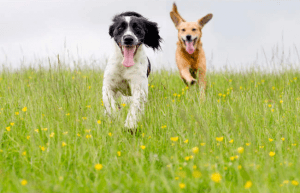 Las ventas minoristas anuales totales de alimentos para mascotas en Estados Unidos durante 2021 serán de 117,000 millones de dólares. Total annual U.S. pet food retail sales in 2021 will be $ 117 billion.