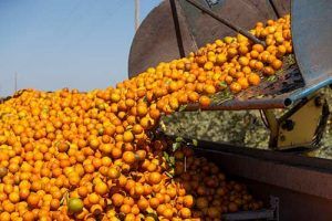 Una mayor disponibilidad per cápita de cítricos frescos en Estados Unidos puede sugerir un aumento de las compras durante la pandemia. Greater per capita availability of fresh citrus in the United States may suggest increased purchases during the pandemic.