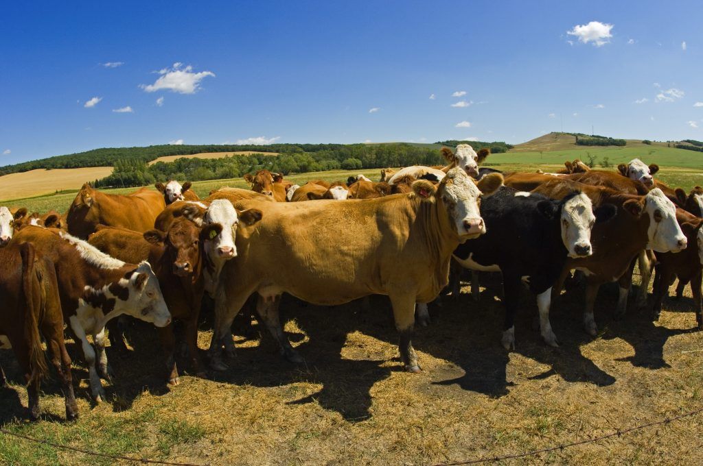 Brasil incrementó 58% en forma interanual sus exportaciones de carne de bovino a Estados Unidos de enero a noviembre de 2021. Brazil increased its beef exports to the United States by 58% year-on-year from January to November 2021.