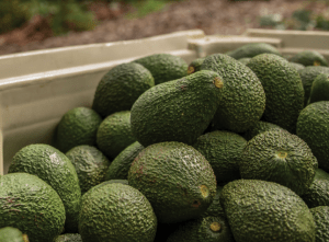 México es el mayor productor de aguacate del mundo y representa 30% de la producción mundial. Mexico is the largest avocado producer in the world and represents 30% of world production.