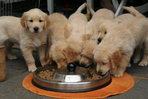 Brasil es el segundo mercado más grande del mundo para productos para mascotas, después de Estados Unidos. Brazil is the second largest market in the world for pet products, after the United States.