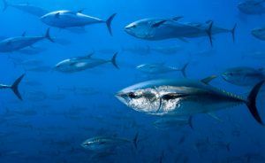 México y Ecuador mantienen posiciones encontradas en cuanto a la regla de origen del atún enlatado. Mexico and Ecuador maintain conflicting positions regarding the rule of origin for canned tuna.