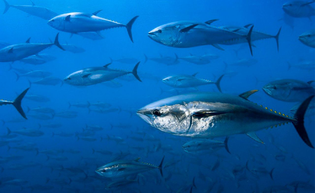 Mexico and Ecuador differ in tuna in FTA - Opportimes