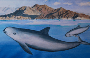 Painting of Vaquita, cow/calf pair, swimming near San Felipe, BC, Mexico. Artist: Barbara Taylor