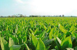 Universal Corporation y Pyxus son los proveedores líderes de tabaco en hoja en el mundo. Universal Corporation and Pyxus are the world's leading suppliers of leaf tobacco.