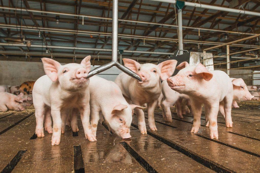 Las exportaciones de carne de cerdo de Estados Unidos batieron récord en 2021, al totalizar 8,107 millones de dólares. US pork exports broke a record in 2021, totaling $8.107 million.