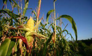 Plaguicidas y productos químicos agrícolas: retrasos en México. Pesticides and agricultural chemicals: delays in Mexico. Pesticides et produits chimiques agricoles : retards au Mexique.