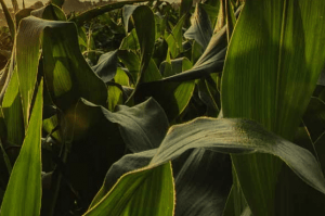 Los mayores importadores de bioetanol estadounidense en 2021 fueron, en orden descendiente, Canadá, Corea del Sur, India, China y Brasil. The largest importers of US bioethanol in 2021 were, in descending order, Canada, South Korea, India, China and Brazil.