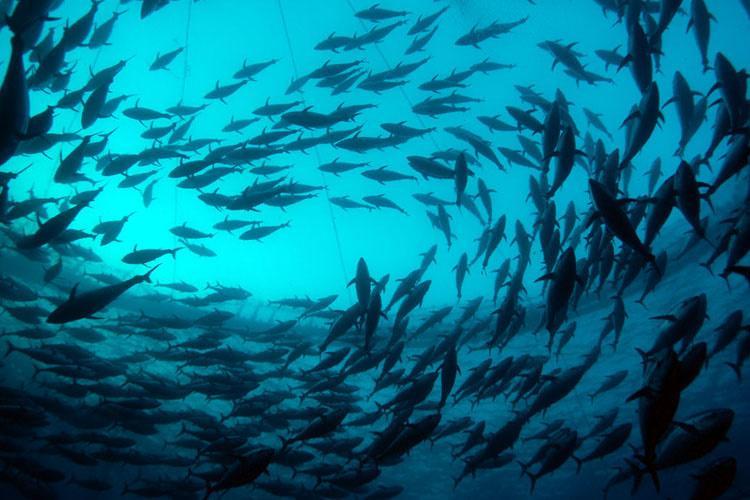 L'OMC ne parvient pas à un accord sur la pêche 