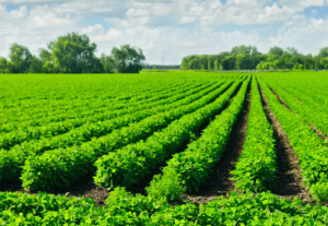 China y México fueron los mayores importadores de soya de Estados Unidos en 2021. China and Mexico were the largest importers of soybeans from the United States in 2021.