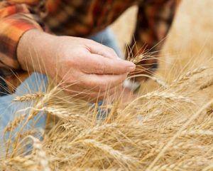 México lideró las compras de trigo originario de Estados Unidos en 2021, con 1,294 millones de dólares, un crecimiento de 66.4% interanual. Mexico led the purchases of wheat originating in the United States in 2021, with 1,294 million dollars, a growth of 66.4% year-on-year.