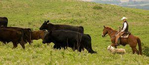 Corea del Sur se colocó en la primera posición entre los principales mercados de las exportaciones de carne de bovino de Estados Unidos en 2021. South Korea ranked first among the top markets for US beef exports in 2021.