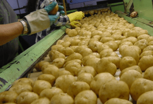 Canadá y México fueron los principales mercados de exportación para las papas frescas y refrigeradas de Estados Unidos en 2021. Canada and Mexico were the top export markets for US fresh and chilled potatoes in 2021.