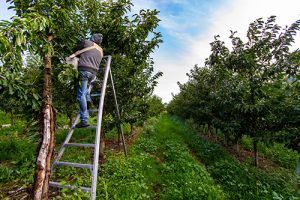 México sigue siendo el principal país de origen en el marco del Programa de Trabajadores Agrícolas Temporales. Mexico continues to be the main country of origin under the Seasonal Agricultural Workers Program.