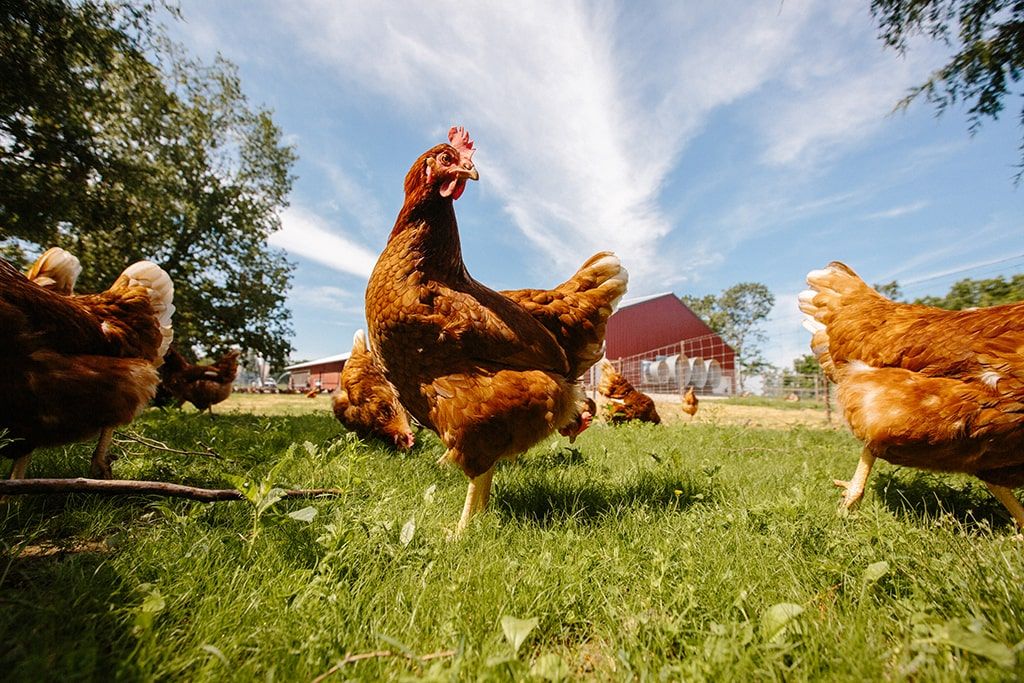 El mercado de huevo de especialidad representó aproximadamente 1,300 millones de dólares. The specialty egg market represented approximately 1.3 billion dollars.