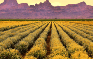 Bridgestone realiza inversiones para utilizar el guayule como sustituto del caucho natural para la producción de neumáticos. Bridgestone invests to use guayule as a substitute for natural rubber for tire production.