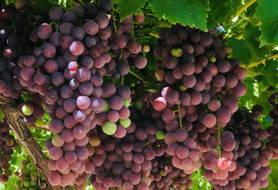 Los mayores exportadores de uvas del mundo: Chile y Perú. The largest exporters of grapes in the world: Chile and Peru. Les plus grands exportateurs de raisins au monde : le Chili et le Pérou. Os maiores exportadores de uvas do mundo: Chile e Peru.