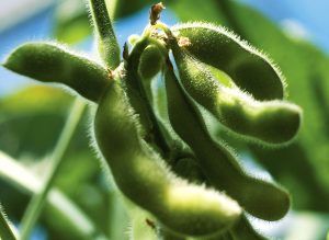 Del total de su producción de soya, 4,420 millones de bushels, Estados Unidos exporta 47%, de acuerdo con datos del USDA. Of its total soybean production, 4.42 billion bushels, the United States exports 47%, according to USDA data.