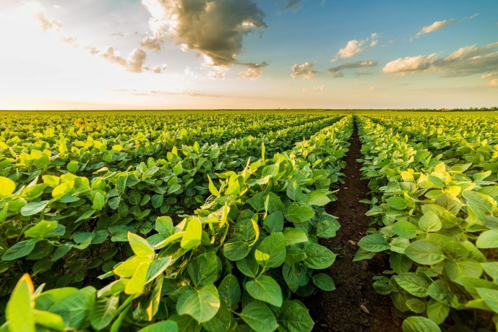 Brasil: herbicidas e produtividade