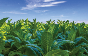 La producción de tabaco mantendrá en general una tendencia decreciente. Tobacco production will generally maintain a downward trend.